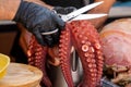 Chef wearing black gloves cutting a cooked octopus with scissors, preparing traditional Galician dis Royalty Free Stock Photo