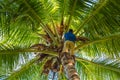 Professional climber on coconut tree gathering coconuts with rope