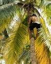 Professional climber on coconut treegathering coconuts with rope