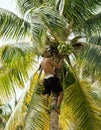 Professional climber on coconut treegathering coconuts with rope