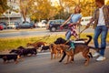 Professional couple dog walker with dogs enjoying in walk