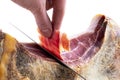 Professional cutter hand carving slices from a whole bone serrano jamon. Knife cutting a spanish serrano ham. Hands of a chef cutt