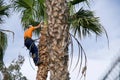 Palm tree pruning Royalty Free Stock Photo