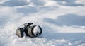 professional digital slr photo camera with frost lens lies in a snowdrift in winter in snow with copy space Royalty Free Stock Photo