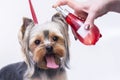 Professional dog care in a specialized salon. Groomers spray perfume on a dog.