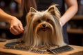 Professional dog groomer with gentle hands carefully combing fluffy pets fur at cozy grooming salon