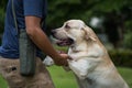 training Labrador retriever pet in park Royalty Free Stock Photo