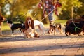 Professional Dog Walker - Basset Hound enjoying in walk