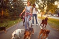 Professional Dog Walker - funny walking with with dogs Royalty Free Stock Photo