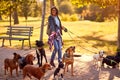 Professional Dog Walker - group of dogs with woman dog walker enjoying in walk outdoors Royalty Free Stock Photo