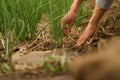 Farmer checking soil moisture and control weed in vegetable garden