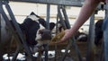 Farmer feeding cattle herd from hands in cowshed close up. Man caring cows. Royalty Free Stock Photo