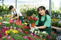 Professional female gardener arranging potted Petunia flowers for market and wearing greenhouse uniform Royalty Free Stock Photo