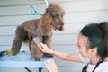 Professional female groomer brushing cute brown poodle dog in pet care salon. Animal haircut