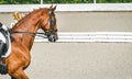 Elegant rider woman and sorrel horse. Beautiful girl at advanced dressage test on equestrian competition.