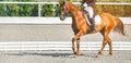 Elegant rider woman and sorrel horse. Beautiful girl at advanced dressage test on equestrian competition.