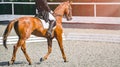 Elegant rider woman and sorrel horse. Beautiful girl at advanced dressage test on equestrian competition.