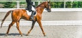 Elegant rider woman and sorrel horse. Beautiful girl at advanced dressage test on equestrian competition.