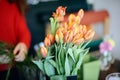 Professional florist girl collecting flowers Royalty Free Stock Photo