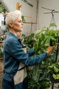 Professional florist woman working in garden. Handsome female florist Royalty Free Stock Photo