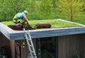 Professional Gardener Building Sedum Green Roof on Top of a Shed Royalty Free Stock Photo