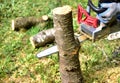 Professional gardener cuts branches on a old tree, with using a chain saw. Trimming trees with chainsaw in backyard home. Cutting Royalty Free Stock Photo