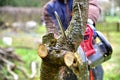 Professional gardener cuts branches on a old tree, with using a chain saw. Trimming trees with chainsaw in backyard home. Cutting Royalty Free Stock Photo