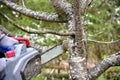 Professional gardener cuts branches on a old tree, with using a chain saw. Trimming trees with chainsaw in backyard home. Cutting Royalty Free Stock Photo