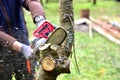 Professional gardener cuts branches on a old tree, with using a chain saw. Trimming trees with chainsaw in backyard home. Cutting Royalty Free Stock Photo