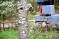 Professional gardener cuts branches on a old tree, with using a chain saw. Trimming trees with chainsaw in backyard home. Cutting Royalty Free Stock Photo