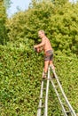 Professional Gardener cuts hedge with gasoline hedge trimmer.