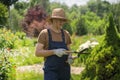 A professional gardener is cutting a thuja tree for a better shape