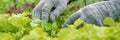Professional gardener in grey gloves works with mint leaves