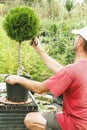 Professional Gardener Pruning conifers Royalty Free Stock Photo