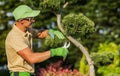 Professional Gardener Pruning Decorative Trees During Seasonal Maintenance Royalty Free Stock Photo