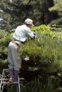 Professional gardener pruning a tree