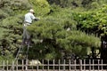 Professional gardener pruning a tree