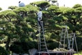 Professional gardener pruning a tree