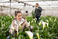 Professional gardener working with blooming flower Calla aethiopica in greenhouse Royalty Free Stock Photo