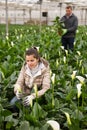 Professional gardener working with blooming flower Calla aethiopica in greenhouse Royalty Free Stock Photo