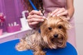 Professional groomer in apron cleaning ears of cute small furry dog Royalty Free Stock Photo