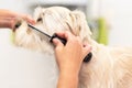 Professional groomer combing the dog`s hair with a comb.