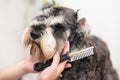 Professional groomer combing schnauzer dog`s hair with a comb.