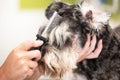 Professional groomer combing schnauzer dog`s hair with a comb.