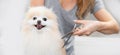 Professional groomer cut hair with scissors and clipper little smile dog pomeranian spitz