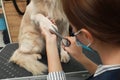 Professional groomer cutting fur of cute dog with scissors in pet beauty salon, closeup Royalty Free Stock Photo