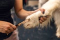 Professional groomer cutting Golden retriever's fur