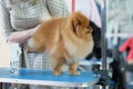 A professional groomer examines a pomeranian dog on the table