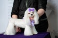 A professional groomer exhibited a Maltese dog for a haircut show