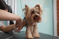 Professional groomer giving stylish haircut to cute dog in pet beauty salon, closeup Royalty Free Stock Photo